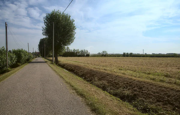Yazın ağaçlarla çevrili kırsalda yol