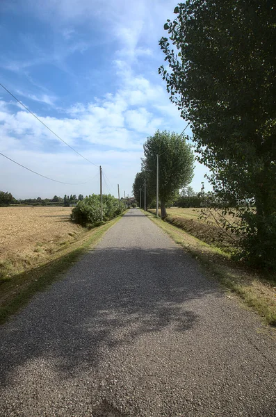 Estrada Campo Verão Delimitada Por Árvore — Fotografia de Stock