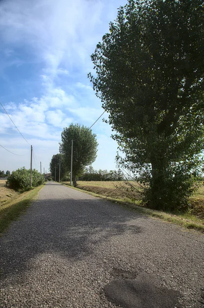 Estrada Campo Verão Delimitada Por Árvore — Fotografia de Stock