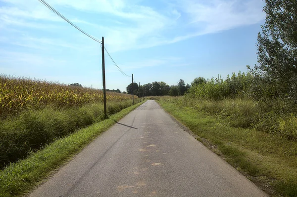 Дорога Сільській Місцевості Влітку Межує Кукурудзяним Полем — стокове фото