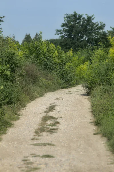 Ağaçlar ve çalılarla çevrili kırsal kesimde çakıl yolu.