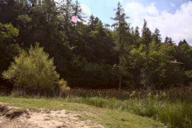 Dağ gölünün kıyısındaki ağaçtan. Arka tarafında çam ağaçları var.