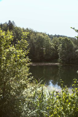 Sazlıklar ve ağaç dalları tarafından çerçevelenmiş ağaçlarla kaplı bir dağ göleti.