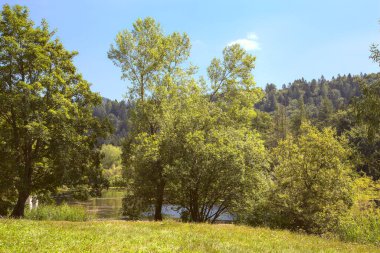 Ağaçlı ve kamışlı bir dağ gölünün kıyısında açık alan