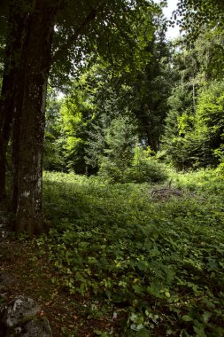 Ağacın çerçevelediği dağda açık alan