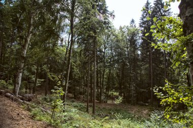 Dağdaki bir ormanda açık alan