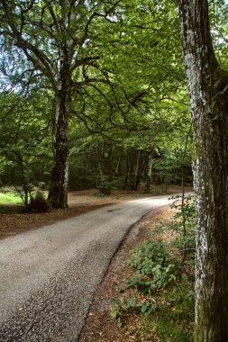 Dağdaki bir ormanda yol