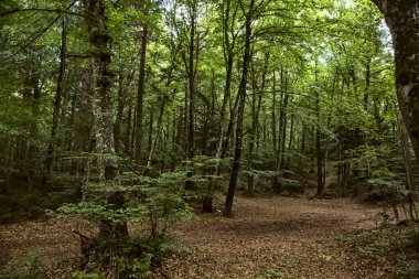 Dağdaki bir ormanda açık alan