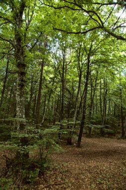Dağdaki bir ormanda açık alan
