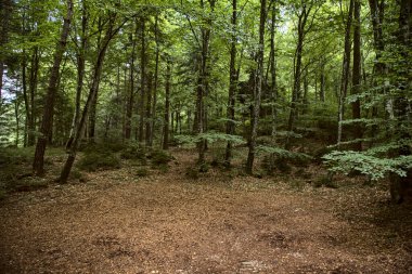 Dağdaki bir ormanda açık alan