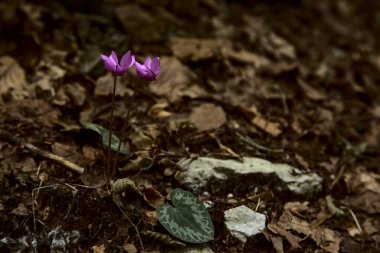Dağdaki bir ormanda vahşi mor siklamen