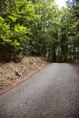 Dağdaki bir ormanda yol