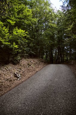 Dağdaki bir ormanda yol