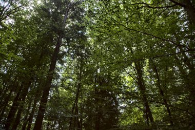 Dağdaki bir ormanda gölgelik yapan ağaçlar.