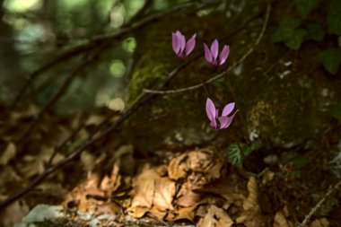 Dağdaki bir ormanda vahşi mor siklamen