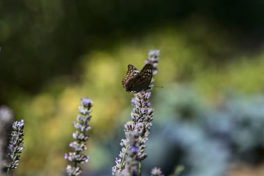 Lavanta çalılarının tepesinde kelebekler uçuşuyor.