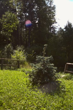 Bahçedeki genç bir çam ağacı Tahta bir tırabzanın yanında