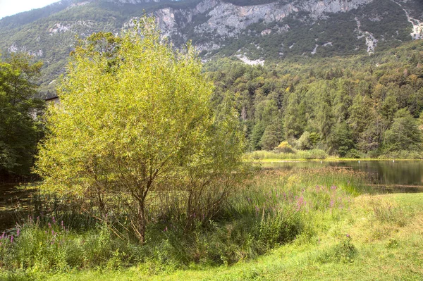 Strom Břehu Horského Jezera — Stock fotografie