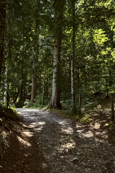Δρόμος Κάτω Από Σκιά Ένα Ορεινό Δάσος Κατά Διάρκεια Της — Φωτογραφία Αρχείου