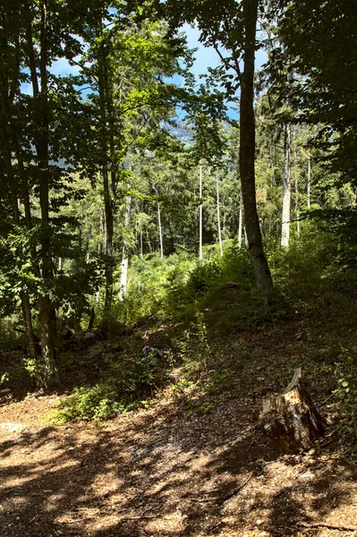 夏の間 山林の日陰で砂利道 — ストック写真