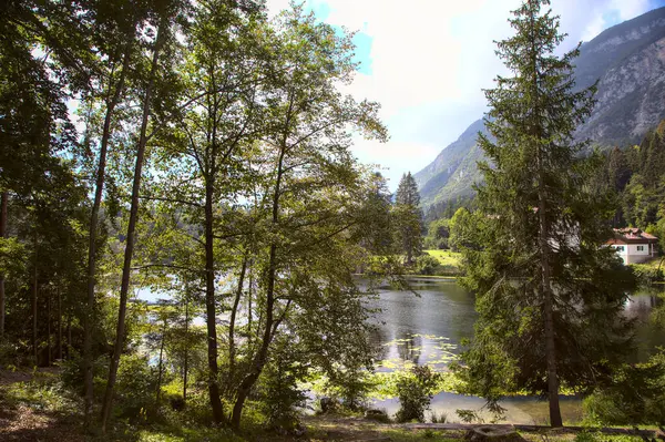 Horské Jezero Zarámované Stromem — Stock fotografie