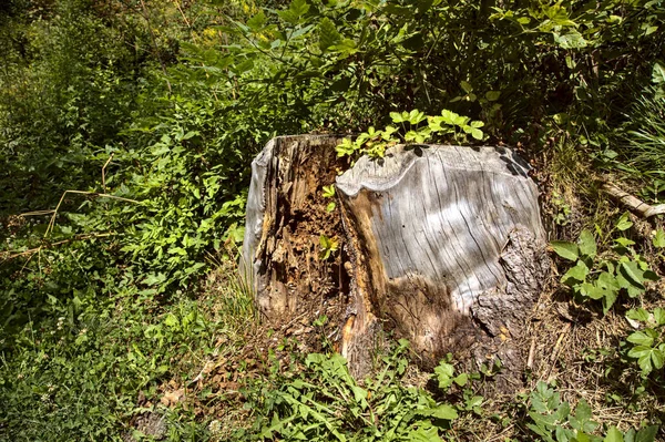 Bagagliaio Albero Ridotto Vicino Una Pacca — Foto Stock