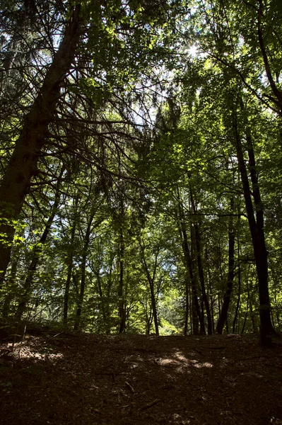 Träd Som Gör Ett Krontak Skog Berget — Stockfoto