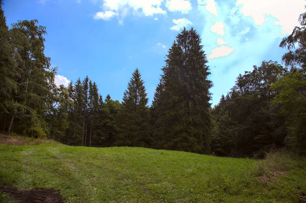 Freiraum Wald Den Bergen — Stockfoto