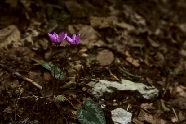 Дикий Фіолетовий Цикламен Лісі Горі — стокове фото