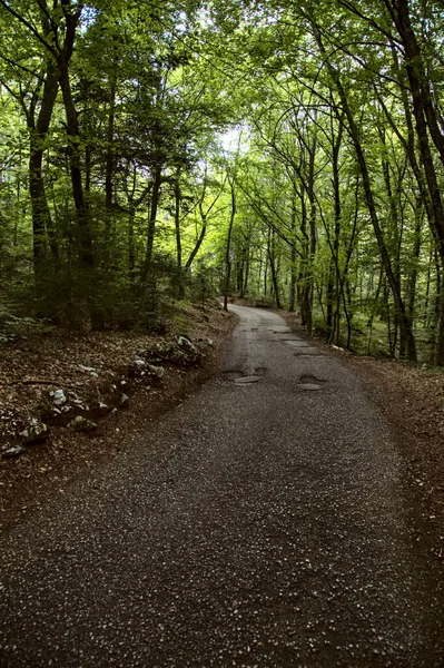 Strada Bosco Montagna — Foto Stock