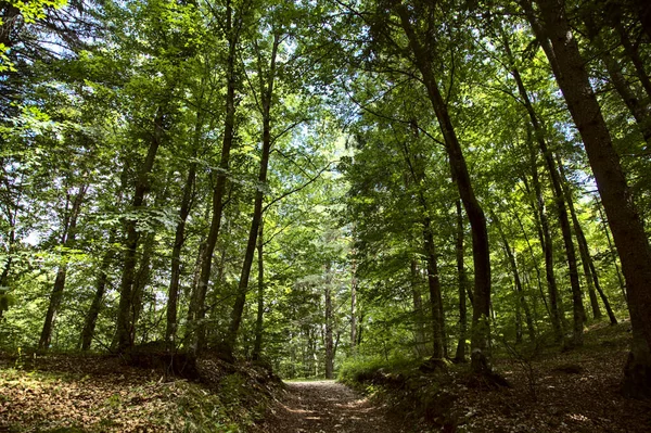 Trees that make a canopy in a forest in the mountain