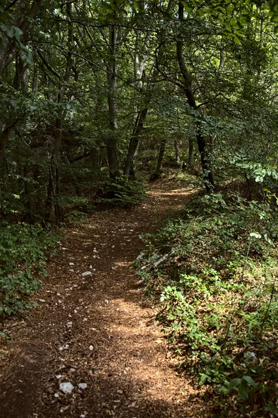 Grindweg Schaduw Een Bergbos Tijdens Zomer — Stockfoto