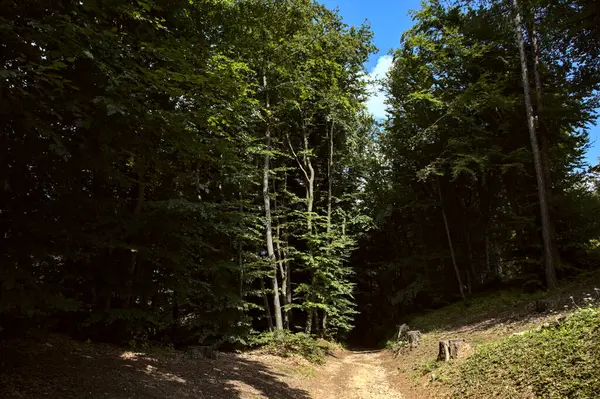 Gravel Path Forest Mountai — Stock Photo, Image