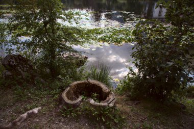 Bir dağ gölünün kıyısında su yüzeyinde nilüfer yaprağı olan bir sandık.