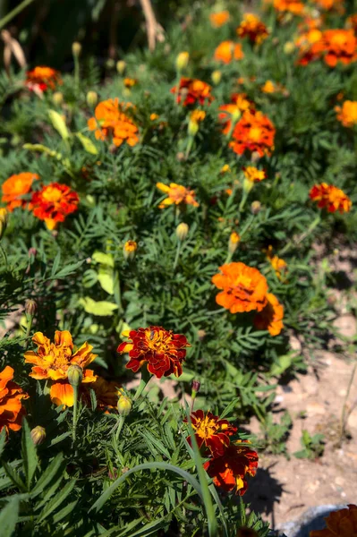 Calendule Fiore Fiore — Foto Stock