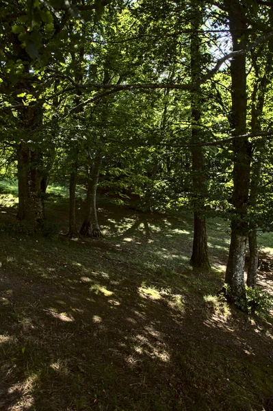 Open Ruimte Een Bos Bergen — Stockfoto