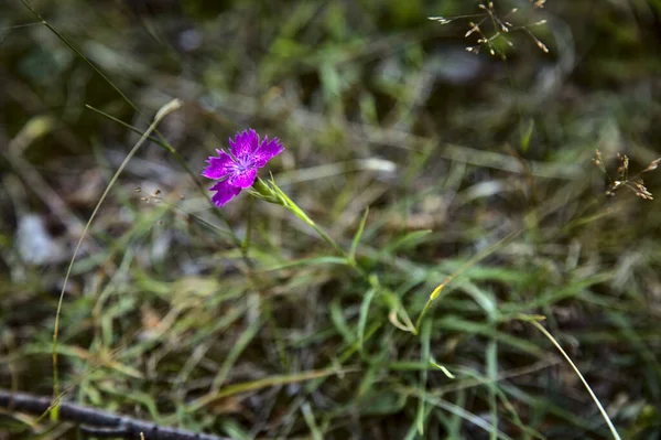 Fioletowy Dziki Kwiat Lecie Górach — Zdjęcie stockowe