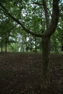 Dallarıyla bir gölgelik yapan bir ağacın yakınına.