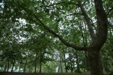 Dallarıyla bir gölgelik yapan bir ağacın yakınına.