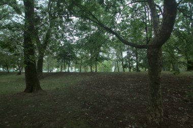 Dallarıyla bir gölgelik yapan bir ağacın yakınına.