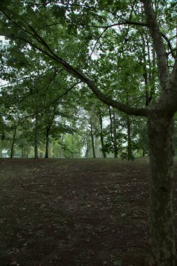 Dallarıyla bir gölgelik yapan bir ağacın yakınına.