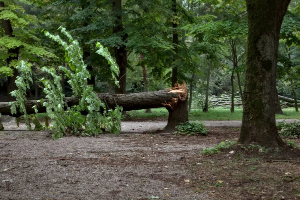 Sentier Dans Parc Public Bloqué Par Arbre Tombé Par Une — Photo