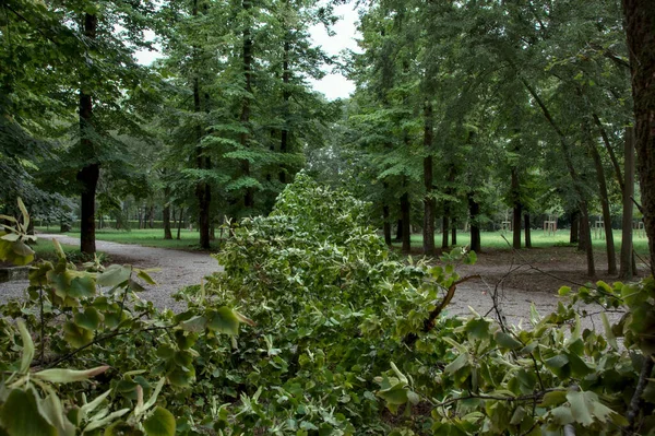 Senderos Grava Parque Bloqueado Por Tre Caído —  Fotos de Stock