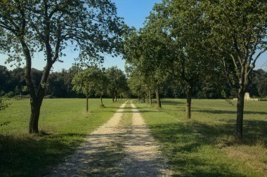 Yazın sonlarında açık bir günde kırsalda ağaçlarla çevrili bir yol.