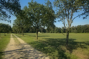 Yazın sonlarında açık bir günde kırsalda ağaçlarla çevrili bir yol.