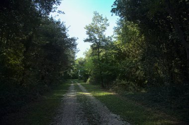 Yazın sonlarında kırsalda bir ormanda karanlık bir patika.