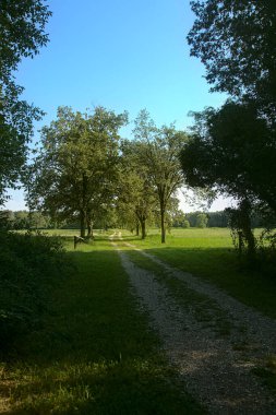 Yazın sonlarında açık bir günde kırsalda ağaçlarla çevrili bir yol.