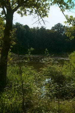 Yazın sonunda kırsalda bir gölet.