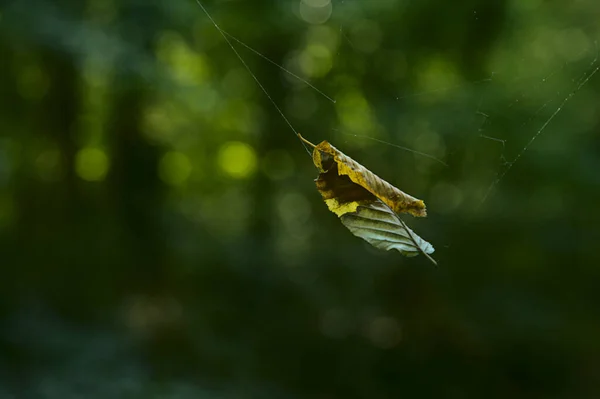 Una Hoja Amarilla Colgando Una Tela Araña Con Árboles Fuera — Foto de Stock