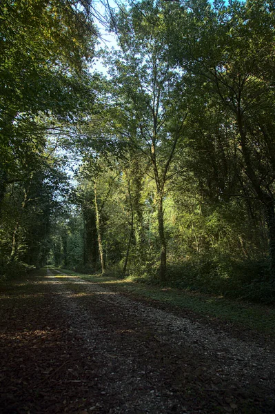 Sentier Ombragé Dans Une Forêt Campagne Fin Été — Photo